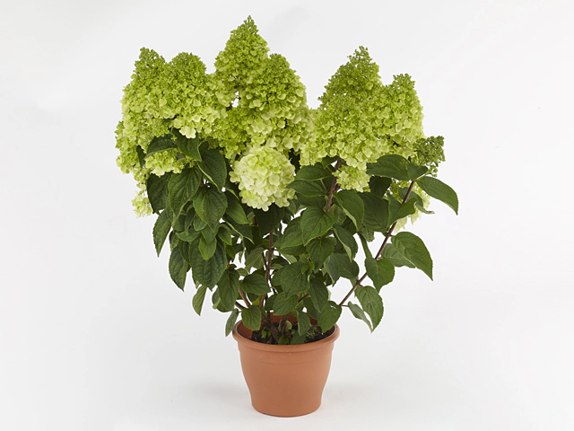 Hydrangea paniculata Panucci