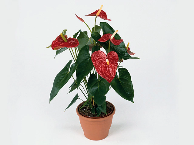 Anthurium (Andreanum Grp) Dakota