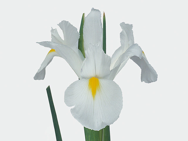 Iris (Dutch Iris Grp) 'White Magic'