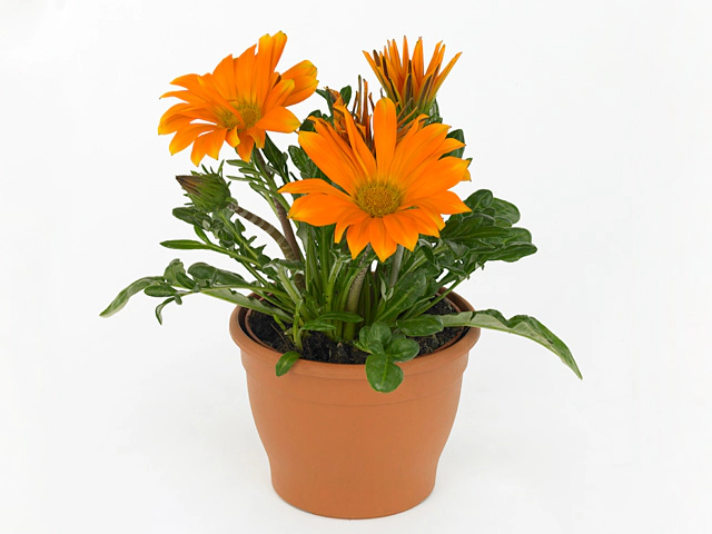 Gazania rigens New Day Clear Orange