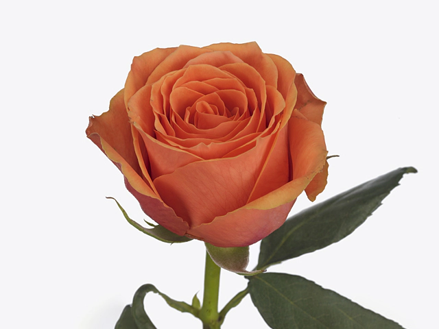 Роза крупноцветковая "Tropical Horizon"