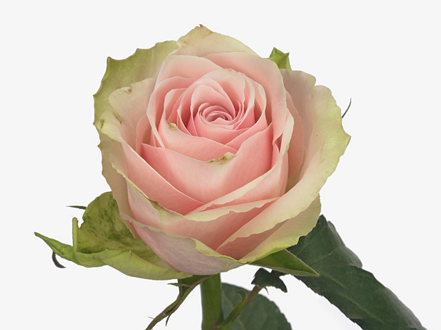 Rosa large flowered Pink Athena