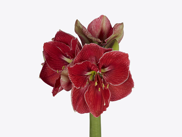 Hippeastrum (Galaxy Grp) Magical Touch