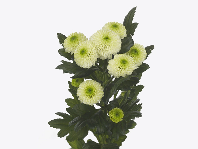 Chrysanthemum (Indicum Grp) spray santini Sira
