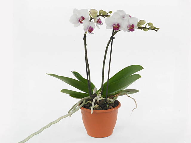 Phalaenopsis Topolino