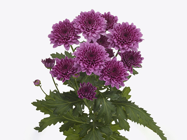 Chrysanthemum (Indicum Grp) spray Malibu Purple