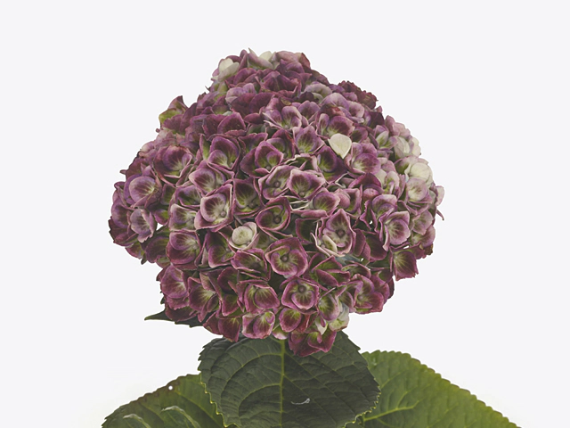 Hydrangea macrophylla Magical Revolution (classic purple)