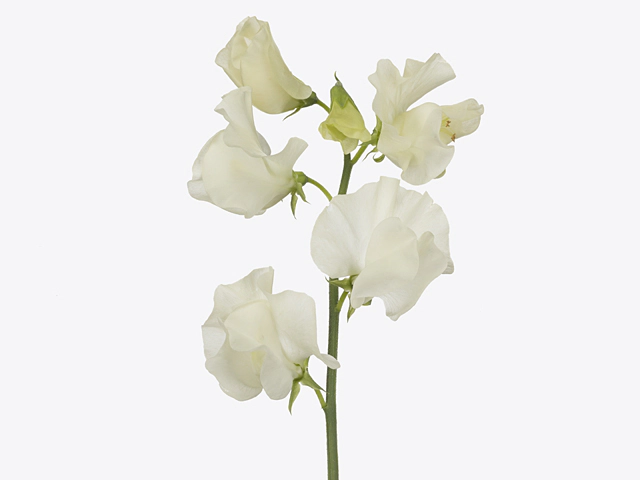 Lathyrus odoratus (Spencer Grp) 'Parfum Cream'