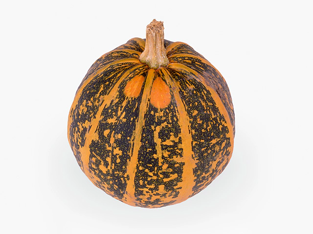 Cucurbita