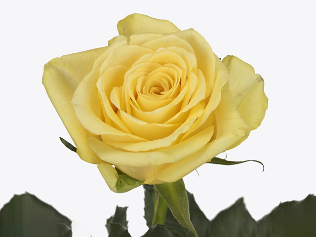 Роза крупноцветковая "Yelloween"