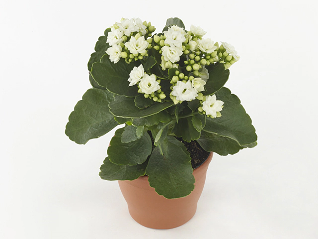 Kalanchoe double Rose Flowers Sia