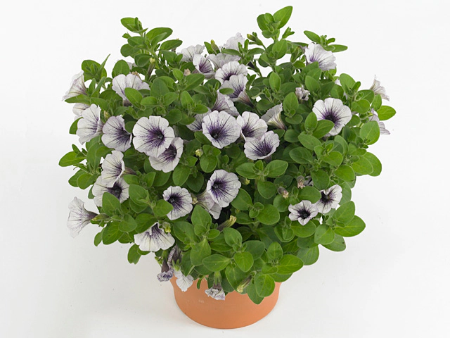 Petunia Potunia Piccola Blue Ice