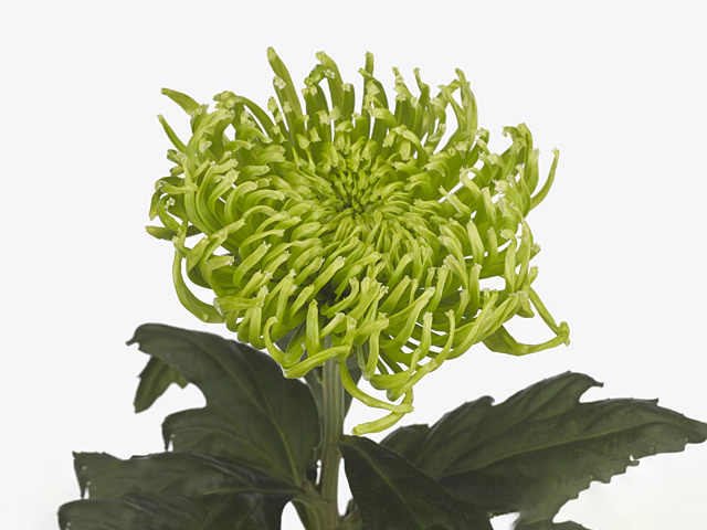 Chrysanthemum (Indicum Grp) disbudded Clemente