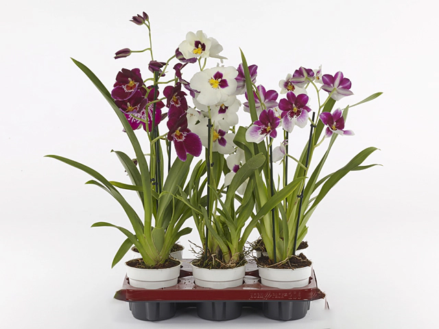 Miltoniopsis mixed