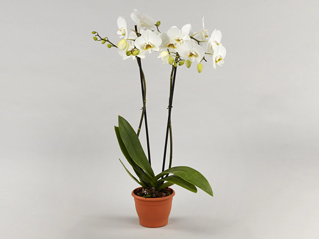 Phalaenopsis Marion