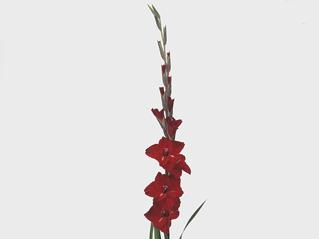 Gladiolus (Large-flowered Grp) 'Internet'