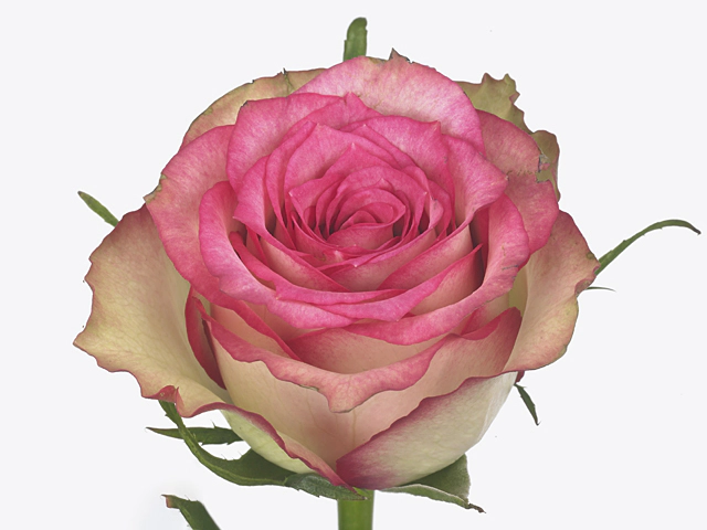Роза крупноцветковая "Monique"