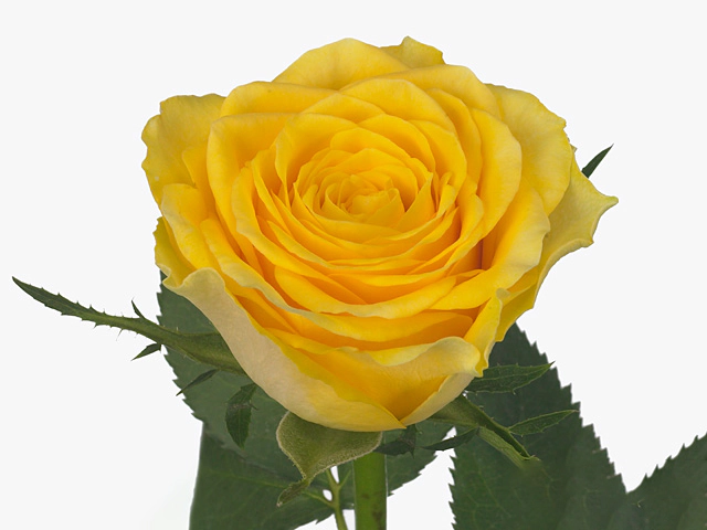 Роза крупноцветковая "Solero"