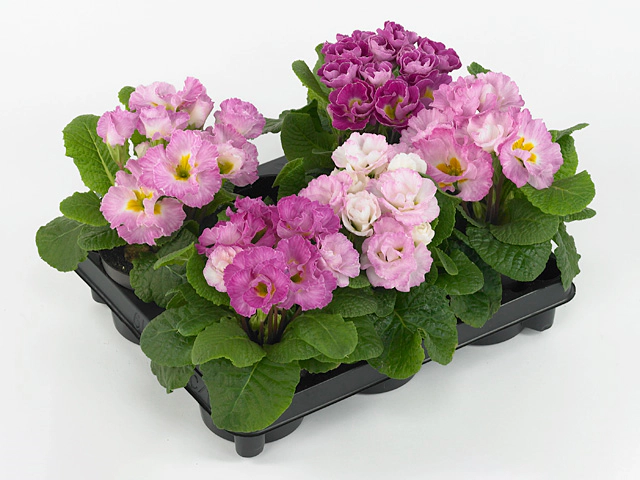 Primula (Acaulis Grp) 'Suze'