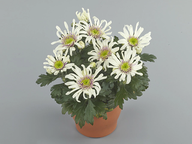 Chrysanthemum (Indicum Grp) Artistic Grace