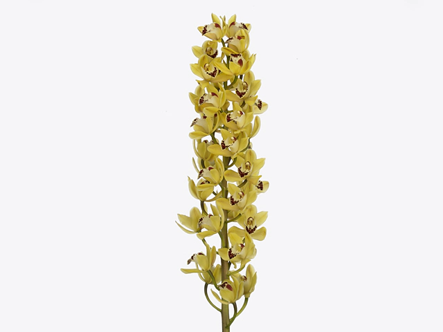 Cymbidium mini Suzanne