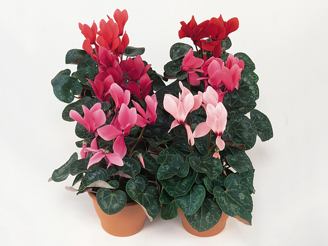 Cyclamen persicum large flowered Latinia