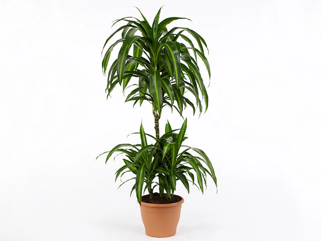 Dracaena fragrans 'Hawaiian Sunshine'