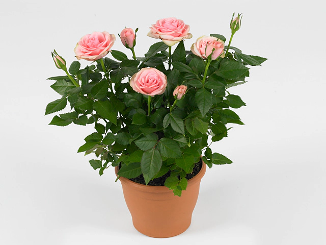 Роза "Classic Star"