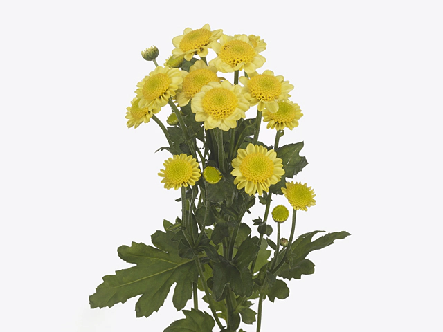 Chrysanthemum (Indicum Grp) spray santini Sun Up Sunny