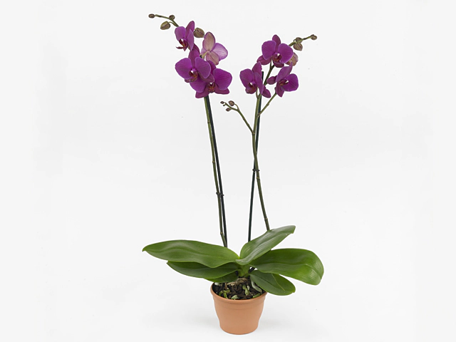 Phalaenopsis 'Chrisi'