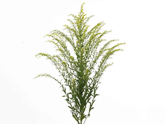 Solidago Knock Out