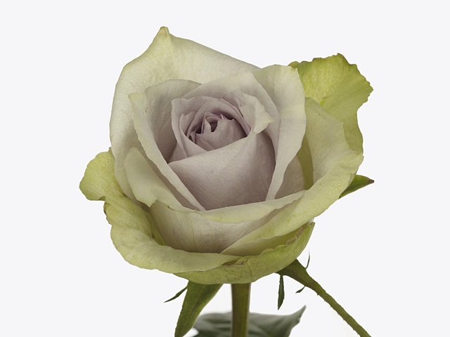 Роза крупноцветковая "Orleans Night"