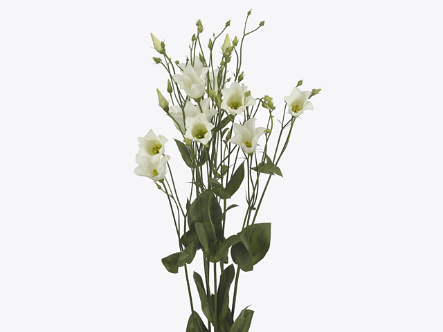 Эустома Рассела одноцветковая "Botanic White"