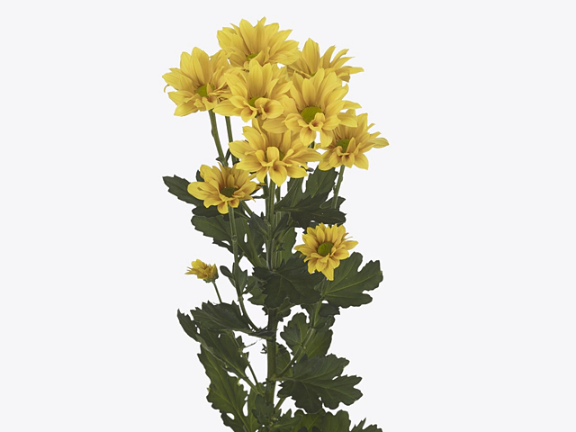 Chrysanthemum (Indicum Grp) spray Attina