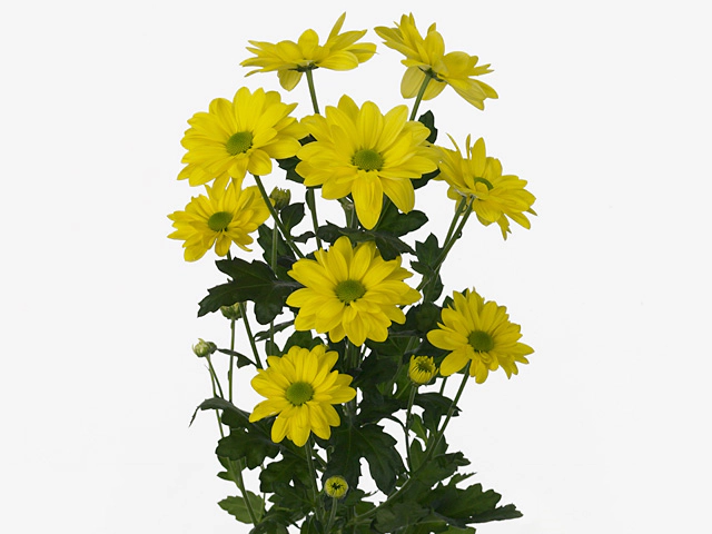 Chrysanthemum (Indicum Grp) spray Bacardi Sunny