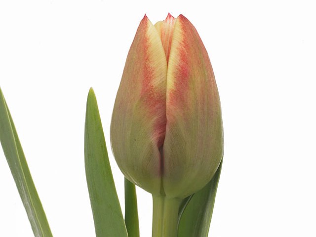 Tulipa (Double Late Grp) 'Gerbrand Kieft'