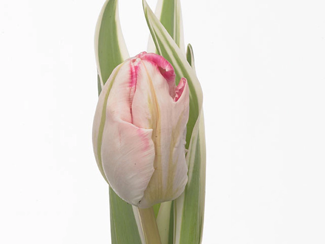 Тюльпан попугайный "Elsenburg"