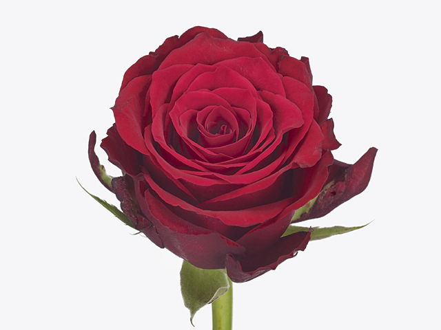 Роза крупноцветковая "Cupido"