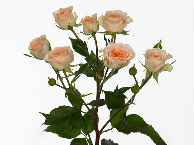 Роза спрей "Rosanella"