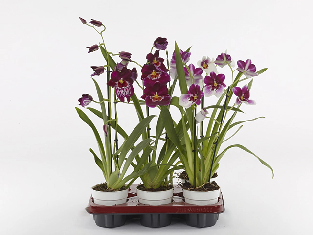 Miltoniopsis mixed 3 colours