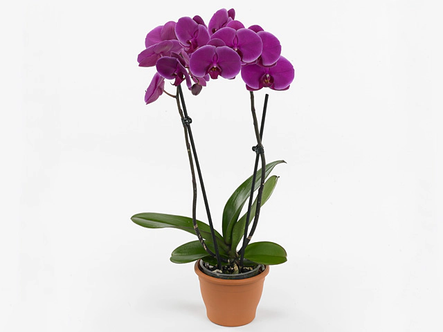 Phalaenopsis Floriclone Joyride