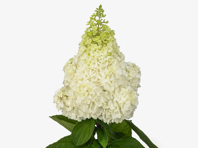 Hydrangea paniculata Magical Kilimanjaro