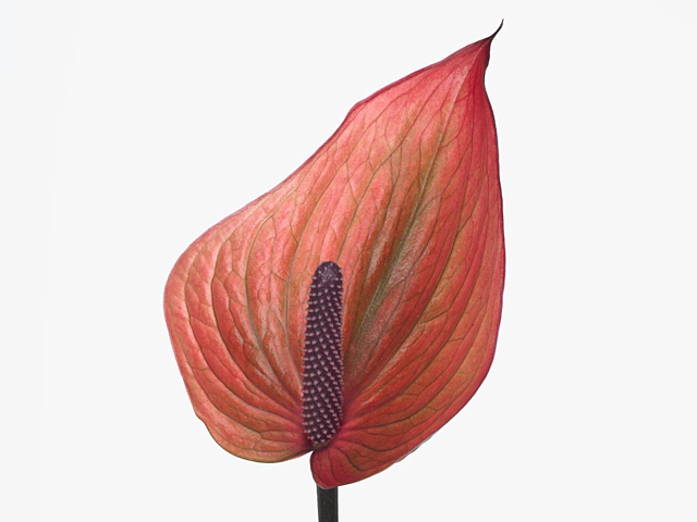Anthurium (Andreanum Grp) Princess Alexia Allure Imp