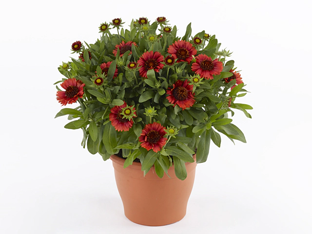 Gaillardia aristata Spintop Red