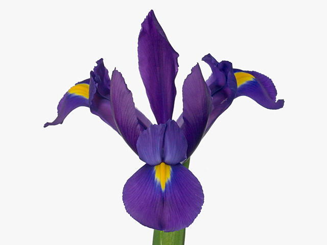 Iris (Dutch Iris Grp) Murray