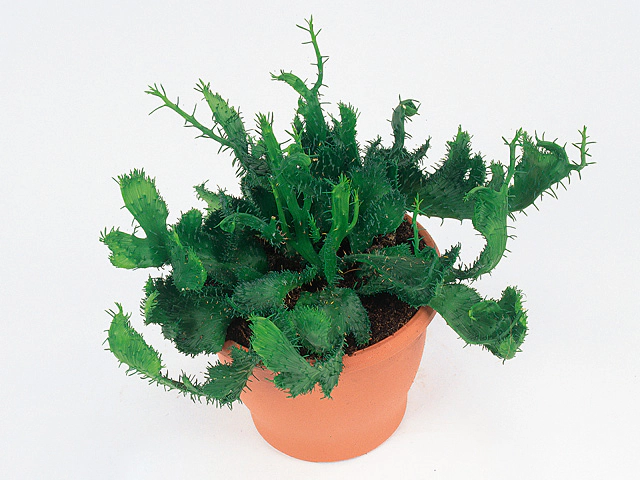 Euphorbia cristata 'Esta'