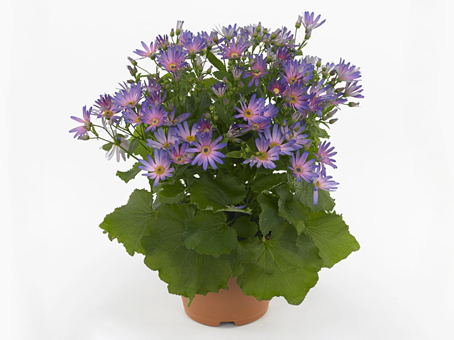 Pericallis (Cruentus Grp) Senetti Magic Salmon