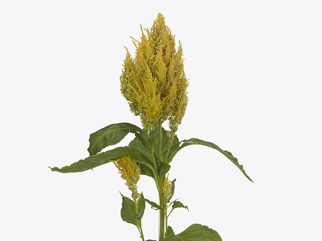 Celosia argentea (Plumosa Grp) Sunday Yellow