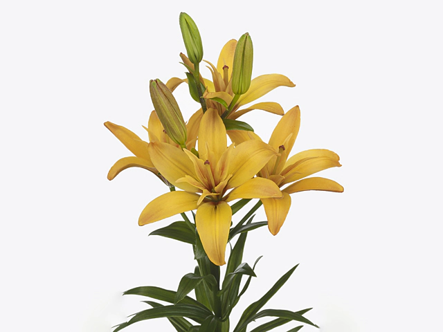 Lilium (LA-hybrids Grp) Twinlife Gold