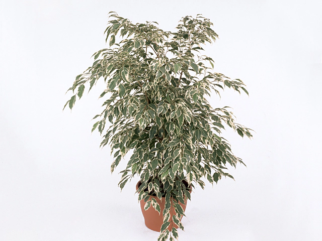 Ficus benjamina 'Profit'